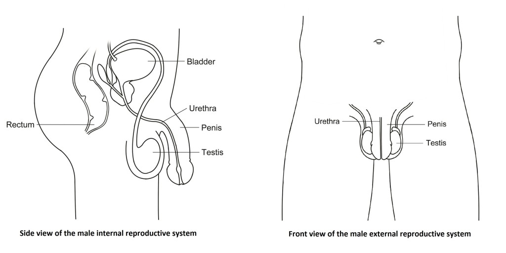 Male Reproductive Graphic