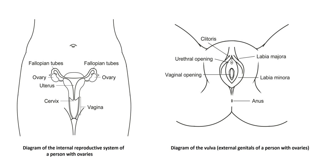 Canine Endometrial And Vaginal Microbiomes Reveal Distinct And Complex Ecosystems