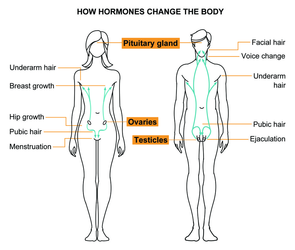 Explainer: What is puberty?